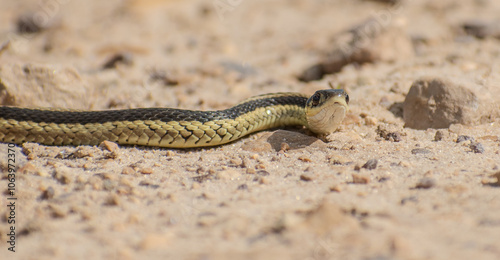 small garter snake on gravel