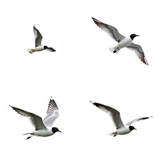 Four seagulls flying in different stages of flight. Birds soar freely with spread wings against isolated transparent background. Low angle shot emphasizes movement and freedom. Alpha mask cut out png.