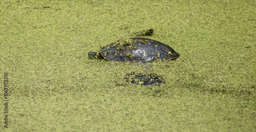 turtle in a murky pond