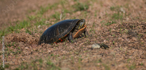 turtle laying eggs in the wild