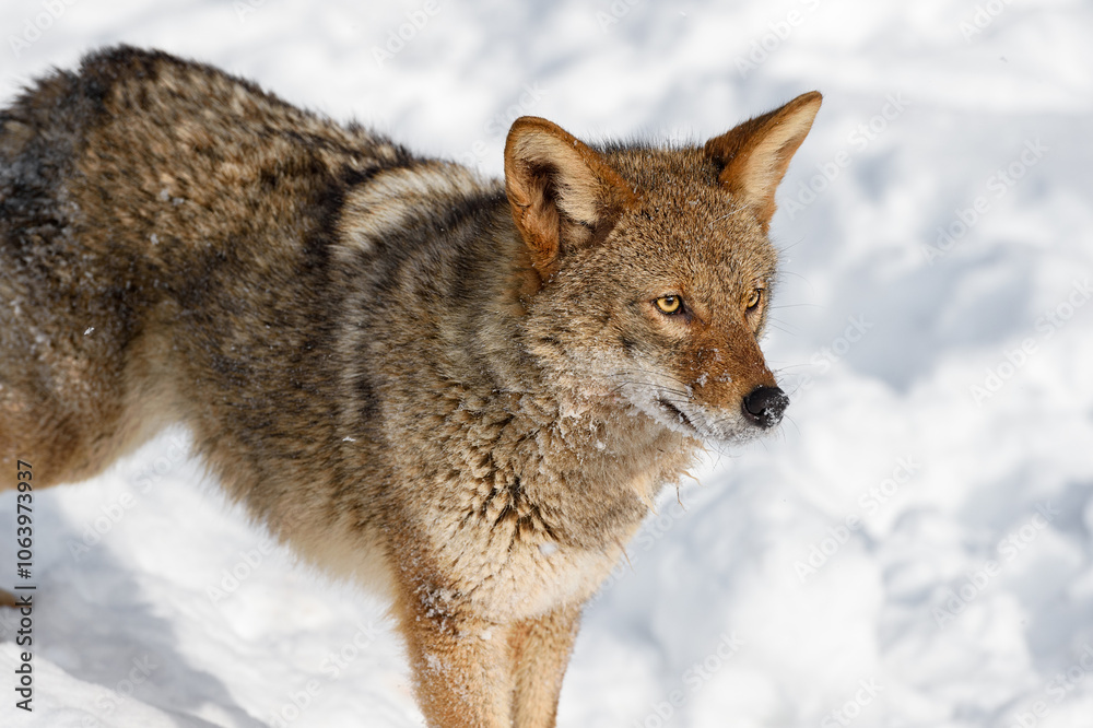 Coyote (Canis latrans) Stands Looking Right Winter