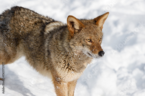 Obraz na płótnie Coyote (Canis latrans) Stands Looking Right Winter w salonie