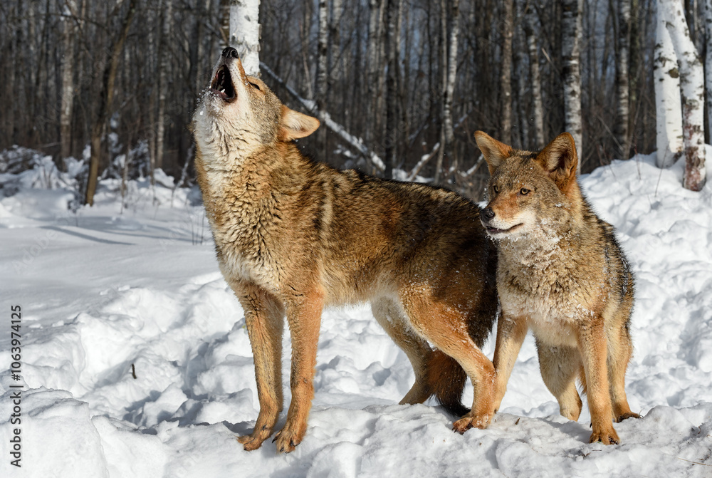 Side By Side Coyotes (Canis latrans) One Looking Out Alertly One Howling Winter Side By Side Coyotes (Canis latrans) One Looking Out Alertly One Howling Winter