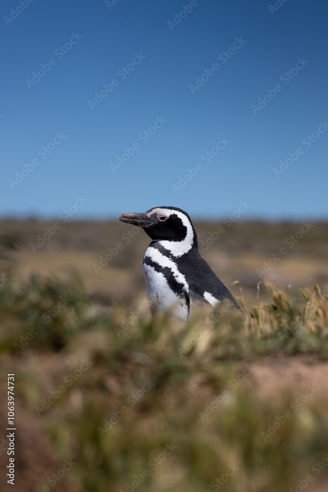 Fototapeta premium Pingüino de Magallanes