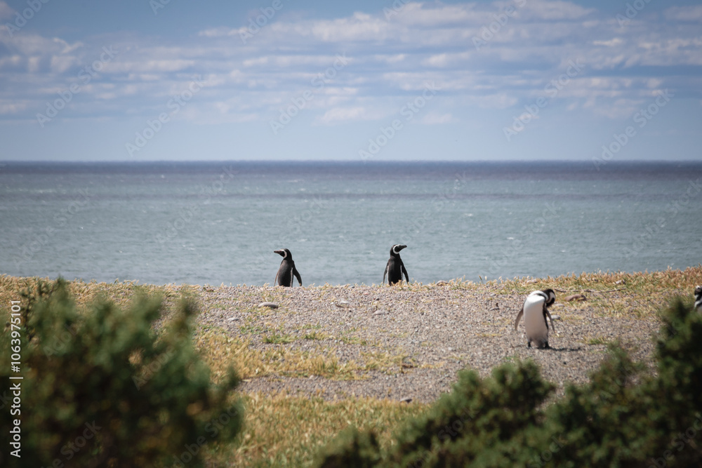 Obraz premium Pingüino de Magallanes