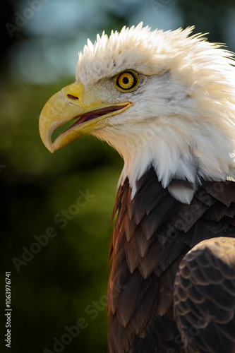 Obraz na płótnie American Bald Eagle (Haliaeetus leucocephalus) Profile Open Beak w salonie