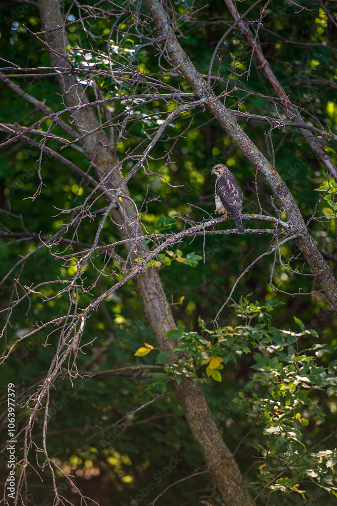 Juvenile Red-Tailed Hawk (Buteo jamaicensis) Perched to Left Lifts Foot