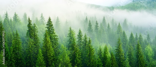  A foggy forest teeming with numerous green trees