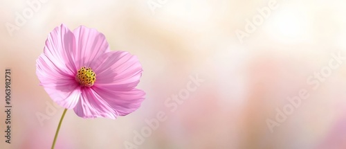  A solitary pink bloom against a soft, blurred backdrop