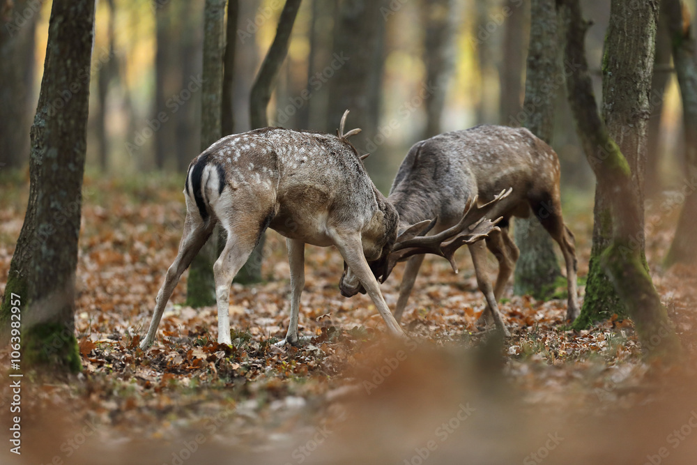 Naklejka premium Daniel