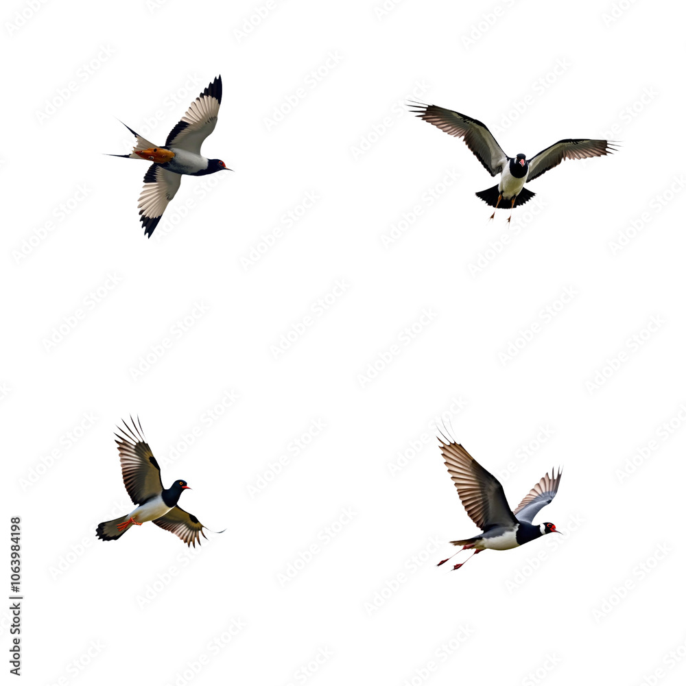 Obraz premium Majestic eagle, small owl, hummingbird, and swan flying in mid-air against transparent background. Eagle wings spread wide, owl folded, hummingbird red and black feathers, swan wings neatly folded.