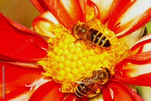 Big red flower with two bee eating pollen nature background