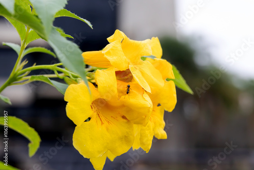 Yellow flowers of Garden Ipê