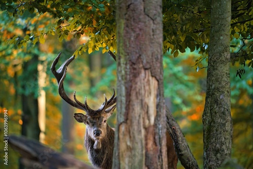 der König des Waldes photo