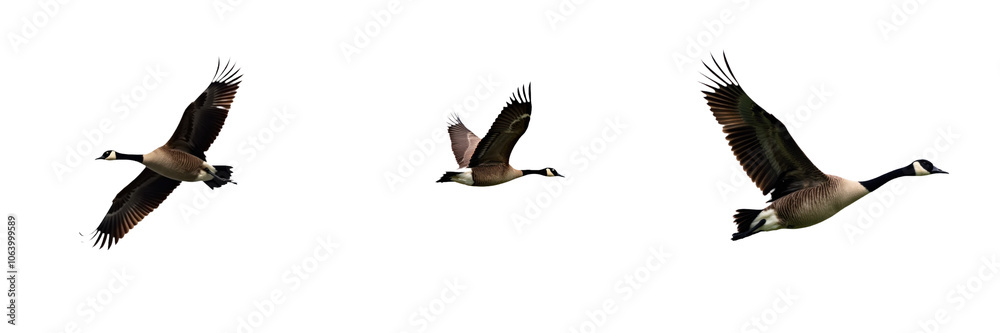Obraz premium Three gray and white Canada geese flying in triangular formation. Birds soar through the sky with spread wings in flight. Motion and direction created by bird movement. Transparent isolated background