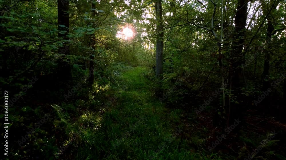 Beautiful forests woodland Aerial drone sunset in the woodland forest deciduous Alpine nature Beautiful forests woodland Aerial drone sunset in the woodland forest deciduous Alpine nature