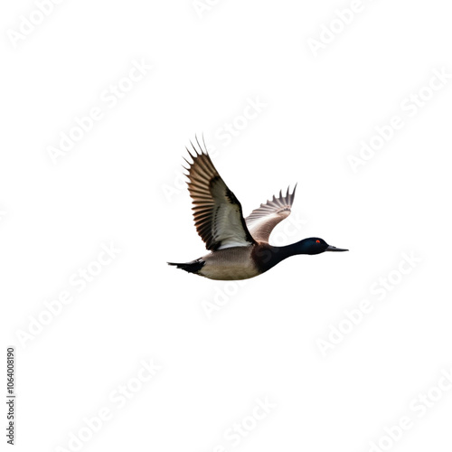 Duck in flight with spread wings, oriented to right side. transparent background. Head, beak visible, suggesting altitude, freedom, flying, bird, wildlife, nature, outdoors, waterfowl, waterbird, Png. photo