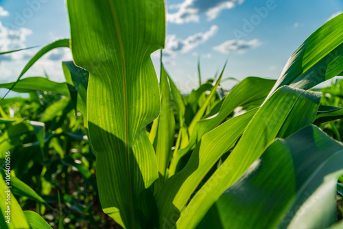 Amidst swaying leaves, a thriving cornfield basks under the warm sun, reflecting the vitality of summer and the richness of agricultural life