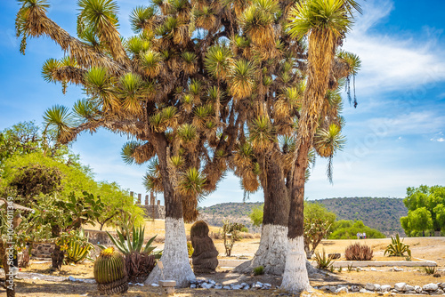 Yucca tree in desert landscape in tula hidalgo photo