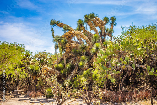 Yucca tree in desert landscape in tula hidalgo photo