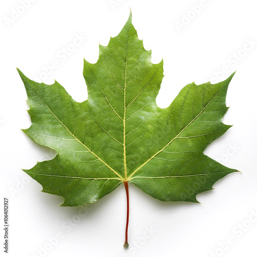 Sycamore maple leaf isolated on white background