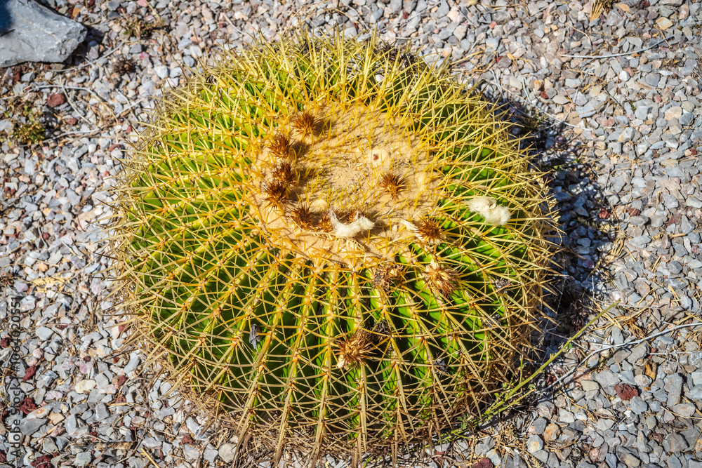 Giant barrel cactus with yellow flowers on top, in Tula Hidalgo Giant barrel cactus with yellow flowers on top, in Tula Hidalgo