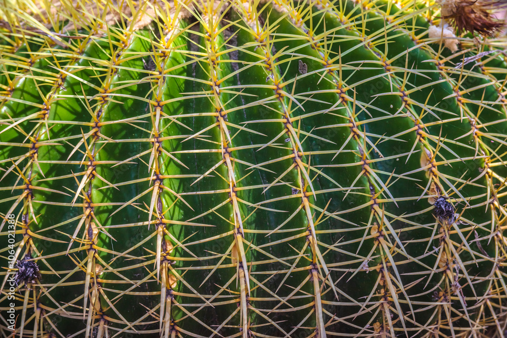Giant barrel cactus with yellow flowers on top, in Tula Hidalgo Giant barrel cactus with yellow flowers on top, in Tula Hidalgo