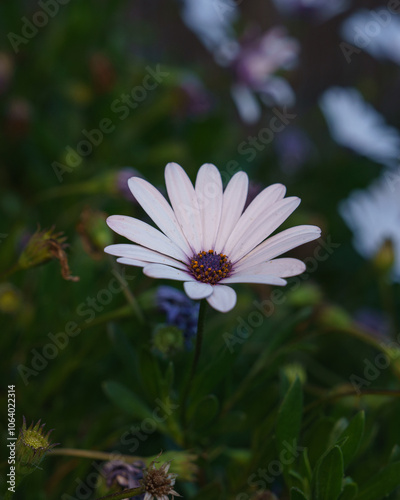 daisy flower