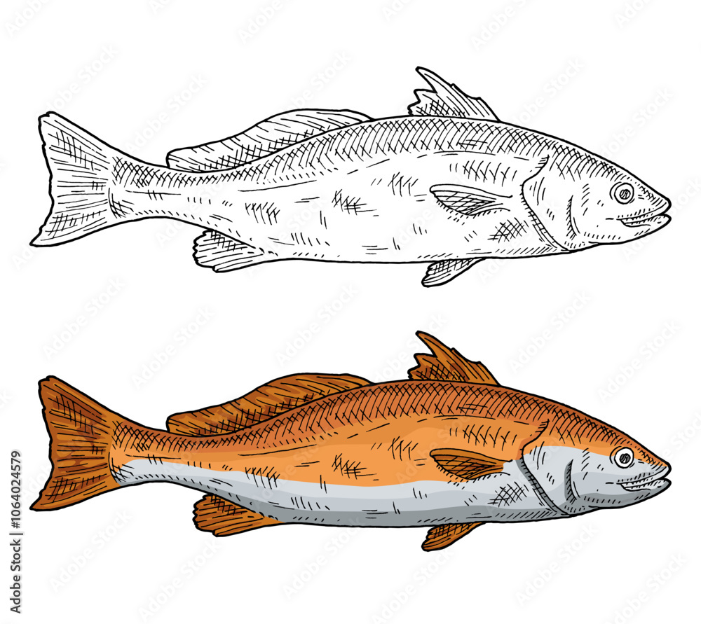 Whole fresh fish red drum on white background. Vintage engraving color illustration. Hand drawn design in a graphic ink style.