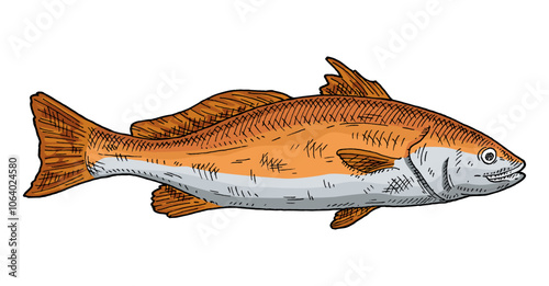 Whole fresh fish red drum on white background. Vintage engraving color illustration. Hand drawn design in a graphic ink style.