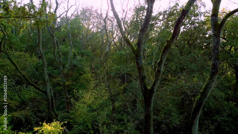 Beautiful forests woodland Aerial drone sunset in the woodland forest deciduous Alpine nature Beautiful forests woodland Aerial drone sunset in the woodland forest deciduous Alpine nature