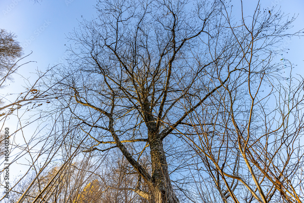 Upward view of tall, leafless trees with a few remaining yellow leaves against a clear blue sky, captured on a sunny day. The scene emphasizes height and openness. Upward view of tall, leafless trees with a few remaining yellow leaves against a clear blue sky, captured on a sunny day. The scene emphasizes height and openness.