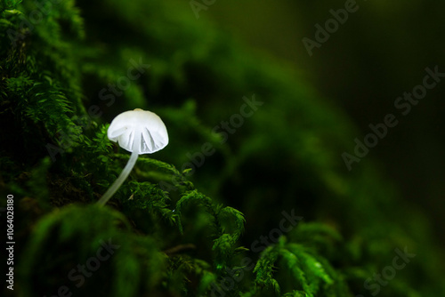 Close up of Hemimycena pseudolactea.