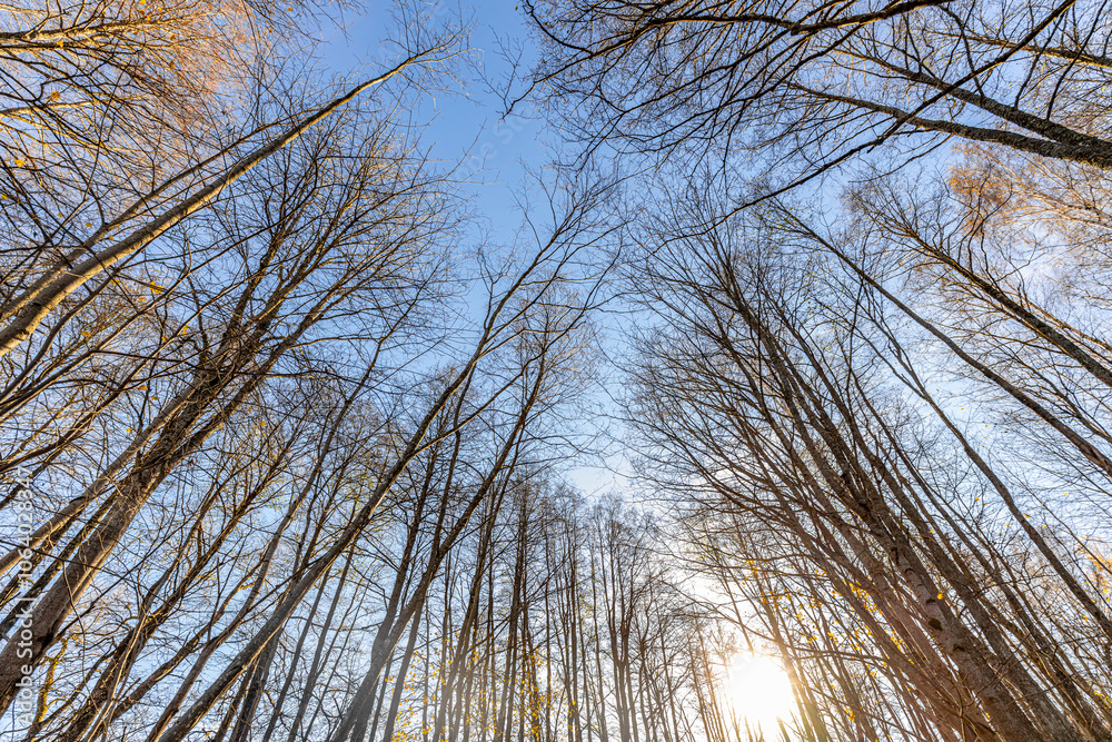 Upward perspective of tall trees in a forest, some with moss-covered trunks and sparse yellow autumn leaves. The scene is set against a clear blue sky. Upward perspective of tall trees in a forest, some with moss-covered trunks and sparse yellow autumn leaves. The scene is set against a clear blue sky.