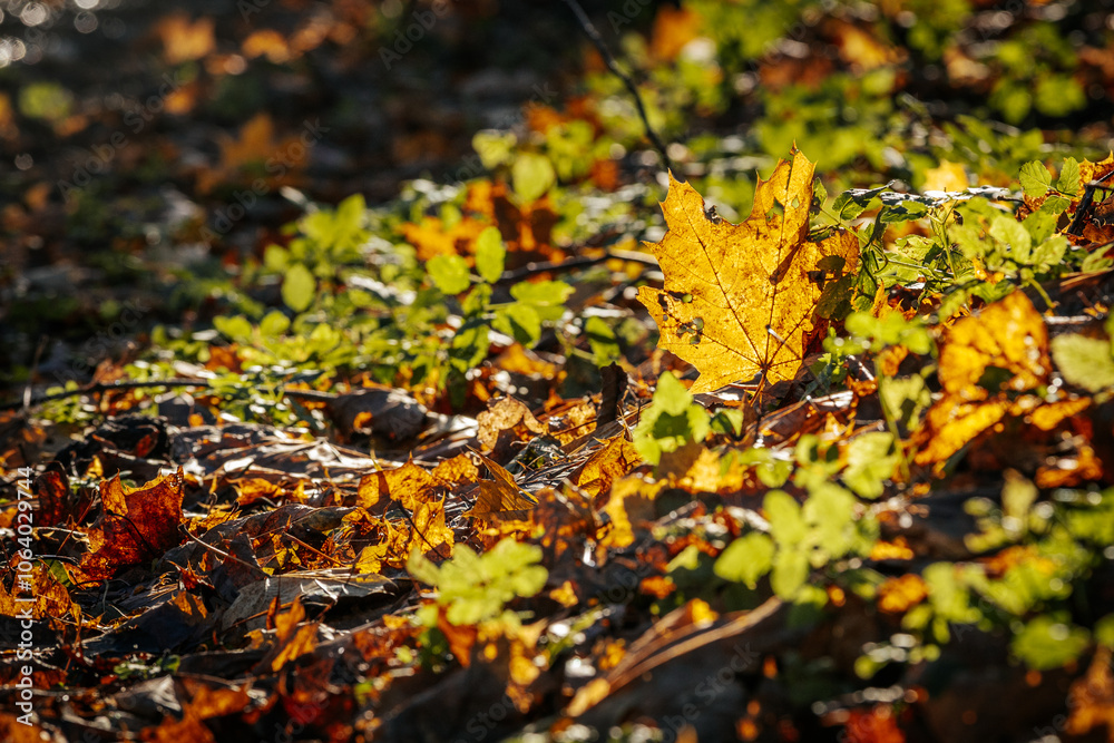 Close-up of golden autumn leaves scattered on the forest floor, illuminated by warm sunlight. Green plants add contrast, creating a vibrant fall scene. Close-up of golden autumn leaves scattered on the forest floor, illuminated by warm sunlight. Green plants add contrast, creating a vibrant fall scene.