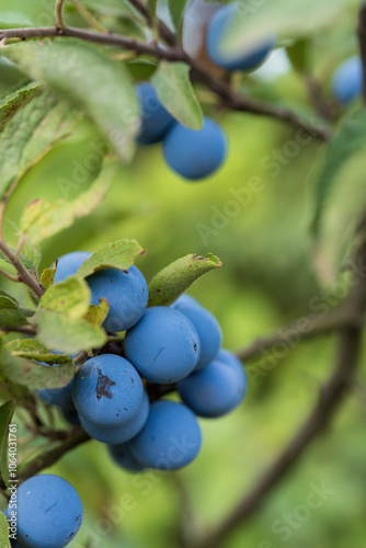 Ripe sloe berries on a branch in natural setting 