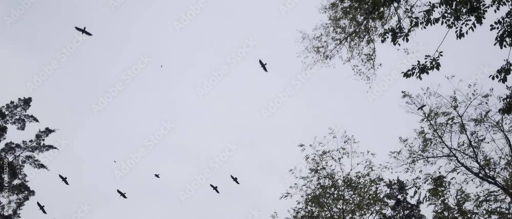 Slow motion shot of crows silhouettes flying around the trees. Cloudy evening high contrast scene. Slow motion shot of crows silhouettes flying around the trees. Cloudy evening high contrast scene.