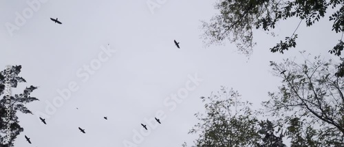 Slow motion shot of crows silhouettes flying around the trees. Cloudy evening high contrast scene.