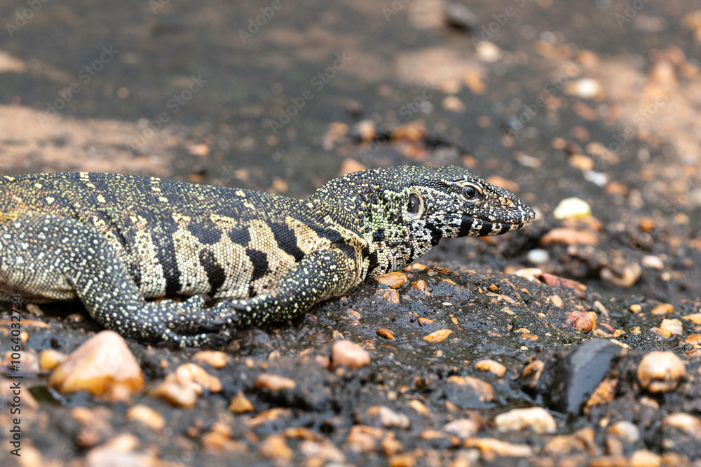 Fototapeta premium Varan du Nil, Varanus niloticus