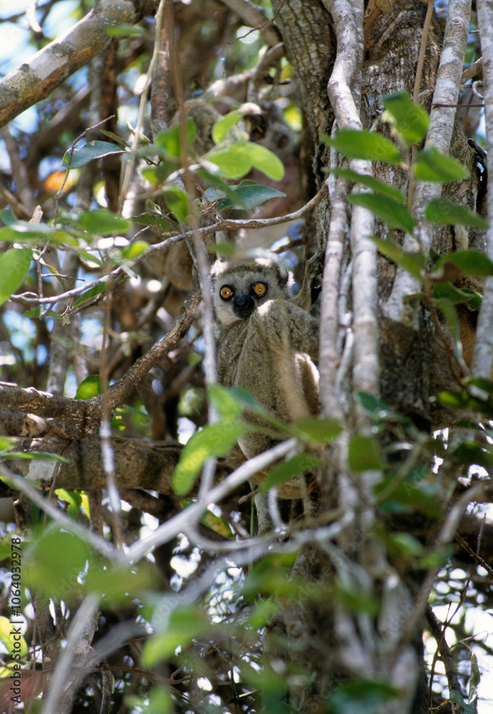 Avahi occidental, lémurien, Avahi occidentalis, Madagascar Avahi occidental, lémurien, Avahi occidentalis, Madagascar