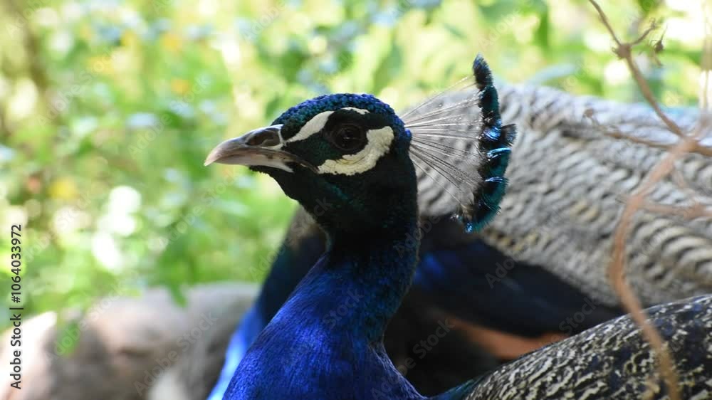 portrait of a male peacock closeup portrait of a male peacock closeup