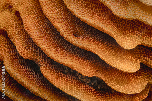 A huge natural beehive. The bees built a natural beehive on a tree. Many bees are nesting in the hive. A natural beehive.