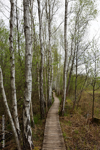 path in the woods