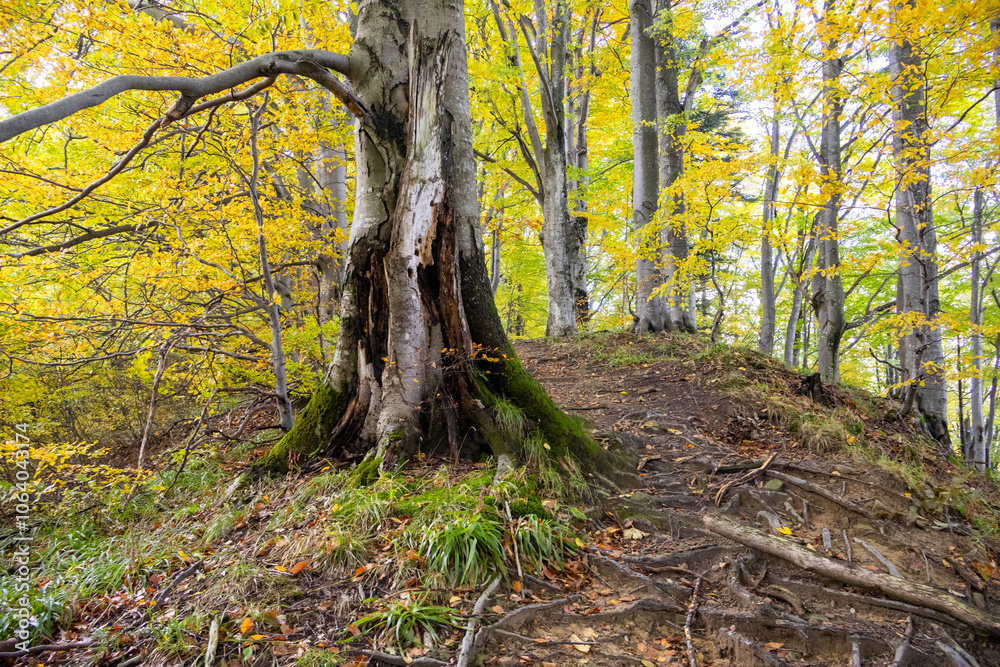 Autumn forest with a large tree trunk, exposed roots, and golden leaves. The scenic woodland path highlights the vibrant colors and textures of the fall season