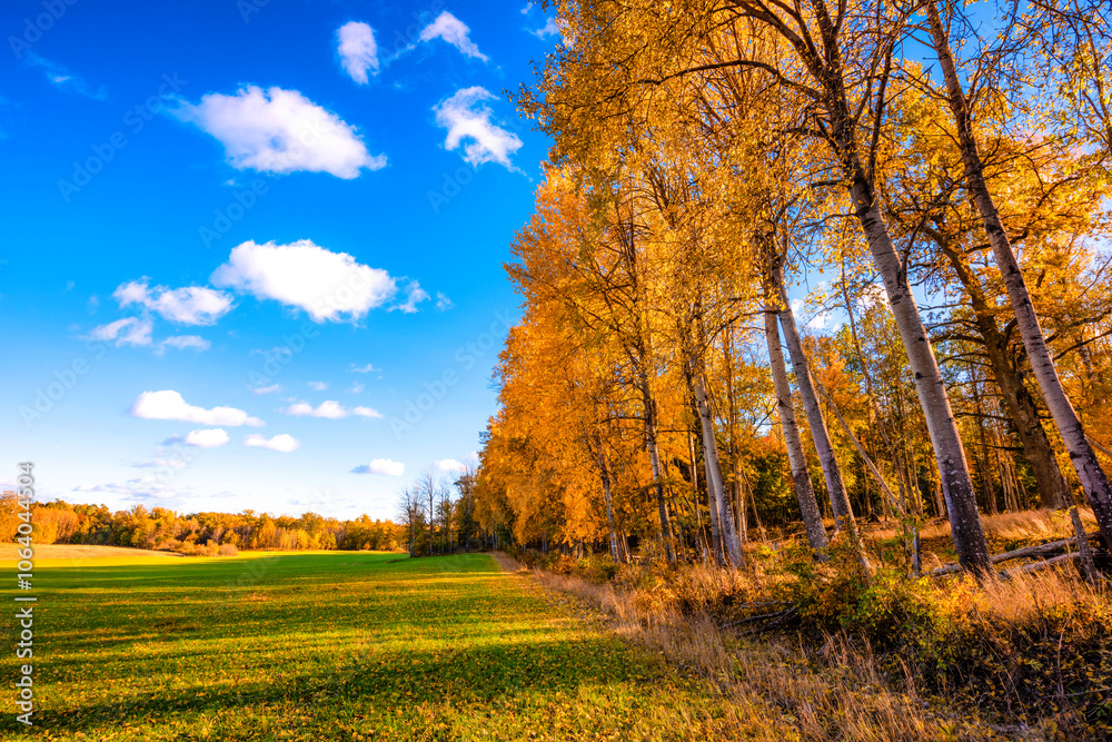 Fototapeta premium autumn landscape with trees and sky