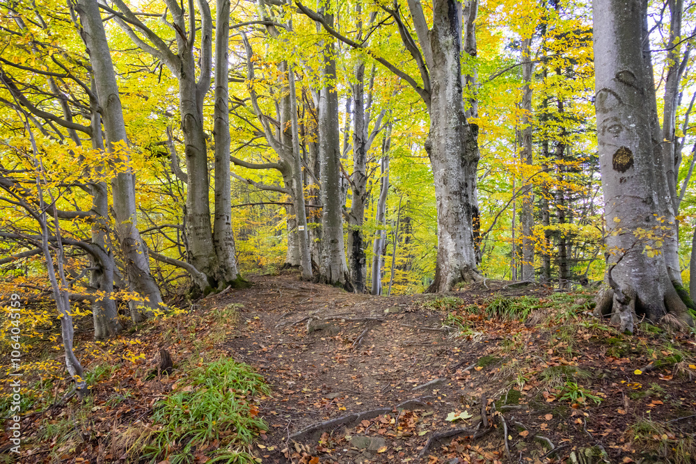 Obraz premium Autumn forest with a large tree trunk, exposed roots, and golden leaves. The scenic woodland path highlights the vibrant colors and textures of the fall season