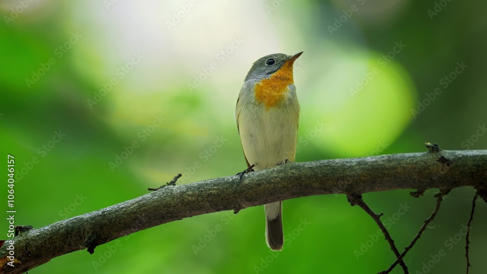 Fototapeta premium Red Breasted Flycatcher Bird Tree Natural Habitat