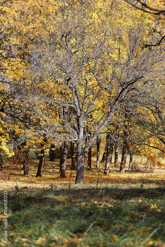 Wallpaper Mural Autumn leaves in the forest Torontodigital.ca