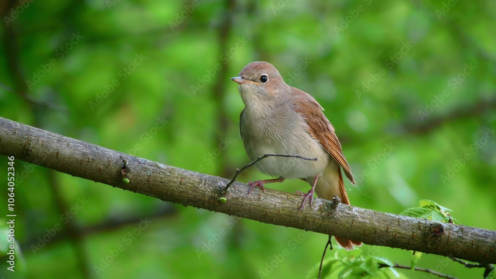 Common Nightingale Bird Tree Natural Habitat Common Nightingale Bird Tree Natural Habitat