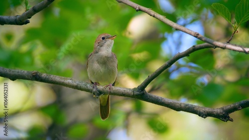 Common Nightingale Bird Tree Natural Habitat